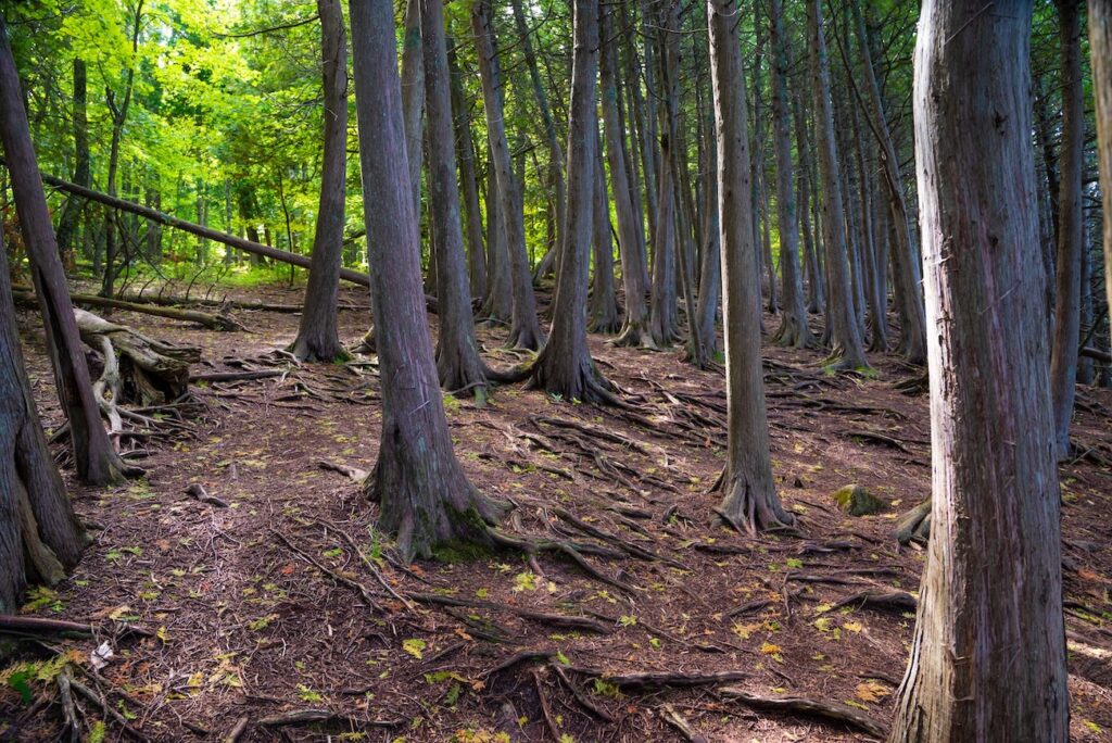 Old-growth Carolinian forest canopy at Backus Woods Ontario with tall tulip trees