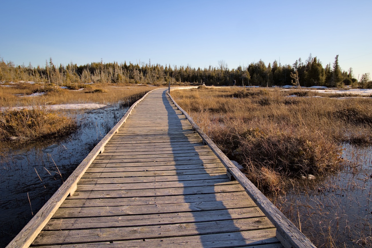 Boardwalk trail through wetland habitat at Backus Woods Ontario
