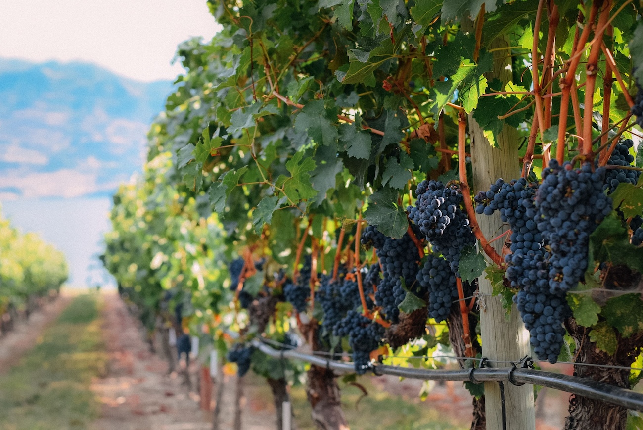 Grape harvest at an estate winery in Niagara Ontario
