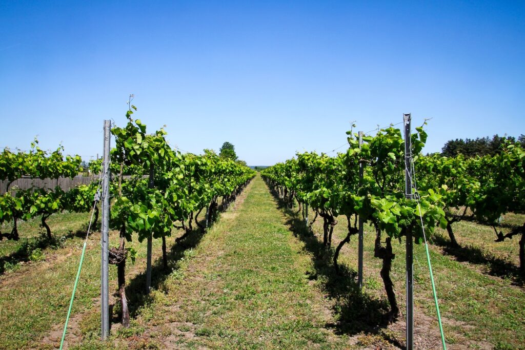 state winery vineyard in Ontario with vines and winery building