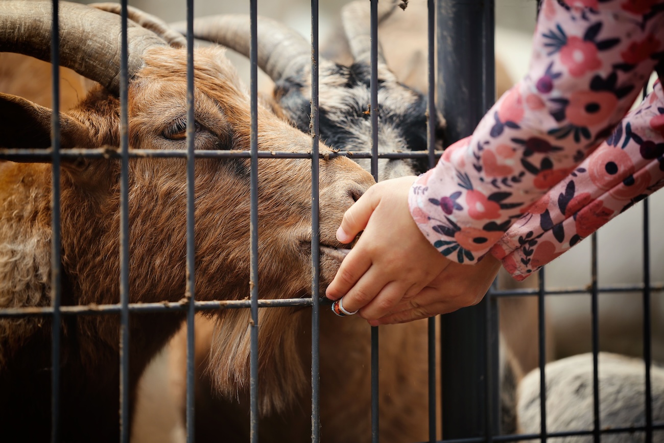 Kids viewing the Waupoos Estates farm animals through the fence