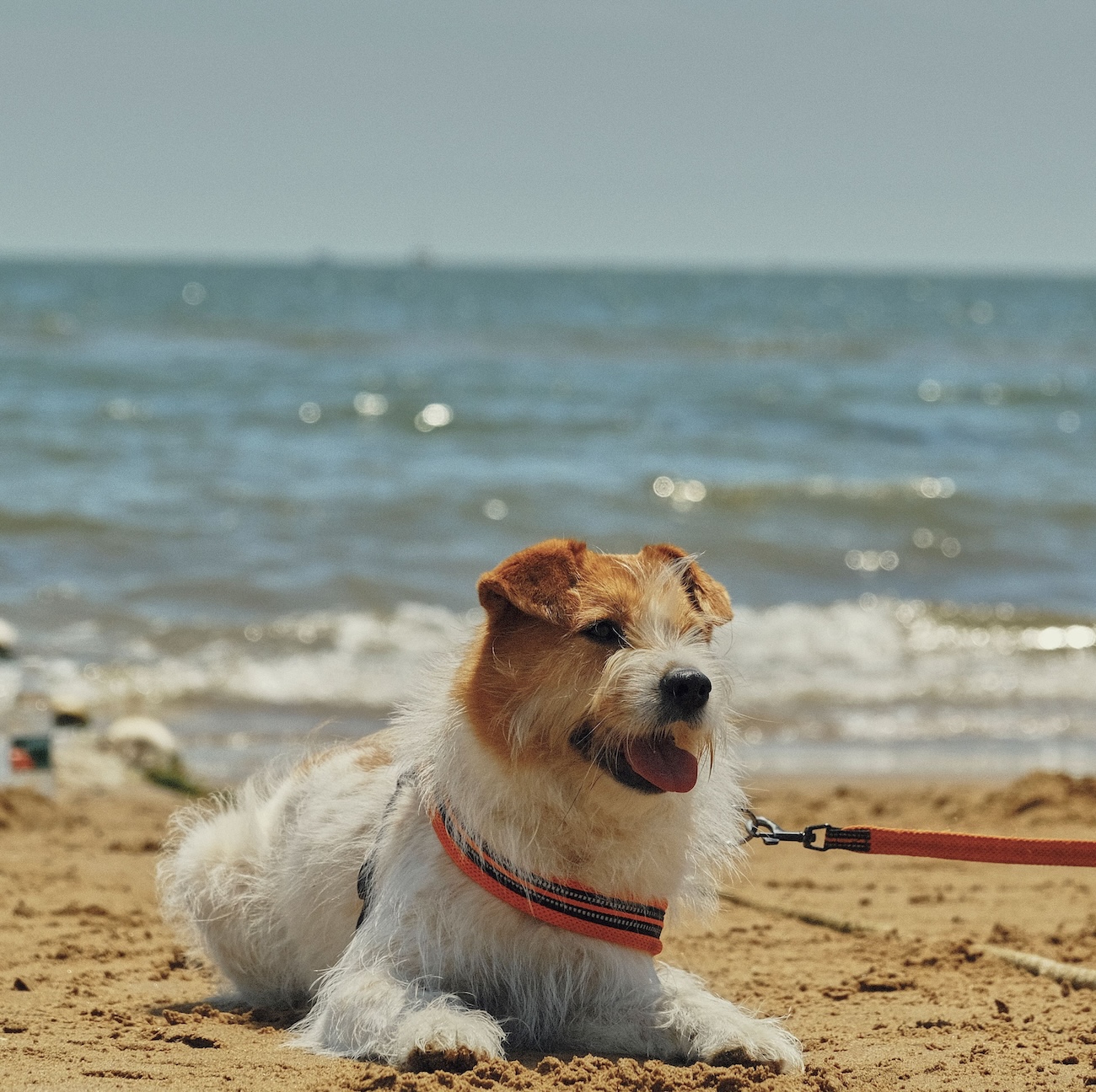 Designated off-leash dog beach at Meaford Memorial Park