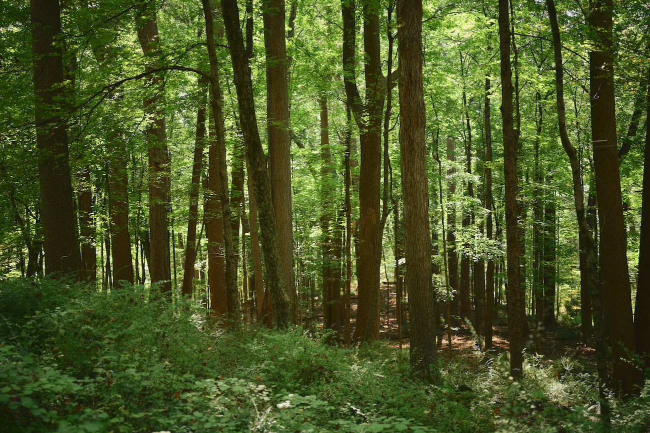 Carolinian forest path at Niagara Glen Nature Centre in Niagara Falls