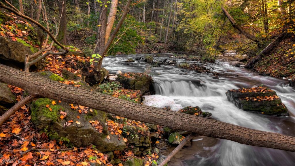 Oxtongue River Rapids in fall colours near Dwight Ontario
