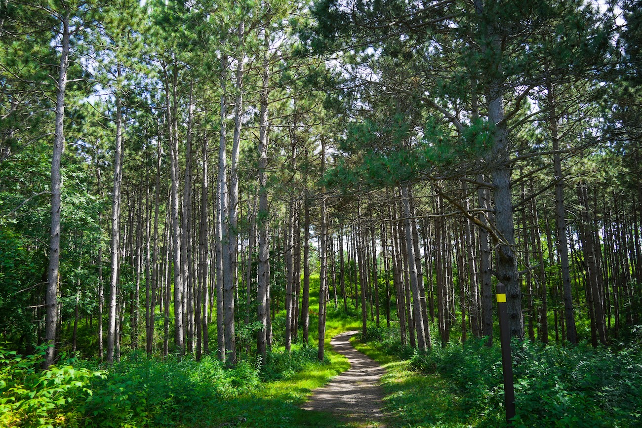 Hiking trail through the rare oak savanna at Pinery Provincial Park