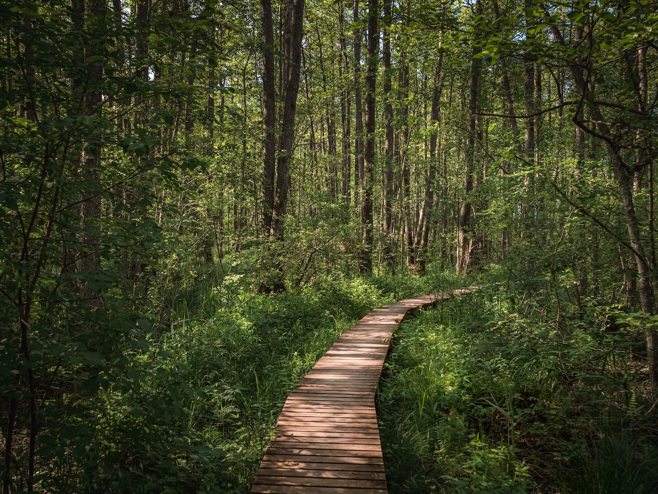 Woodland trail through Carolinian forest at Point Pelee National Park