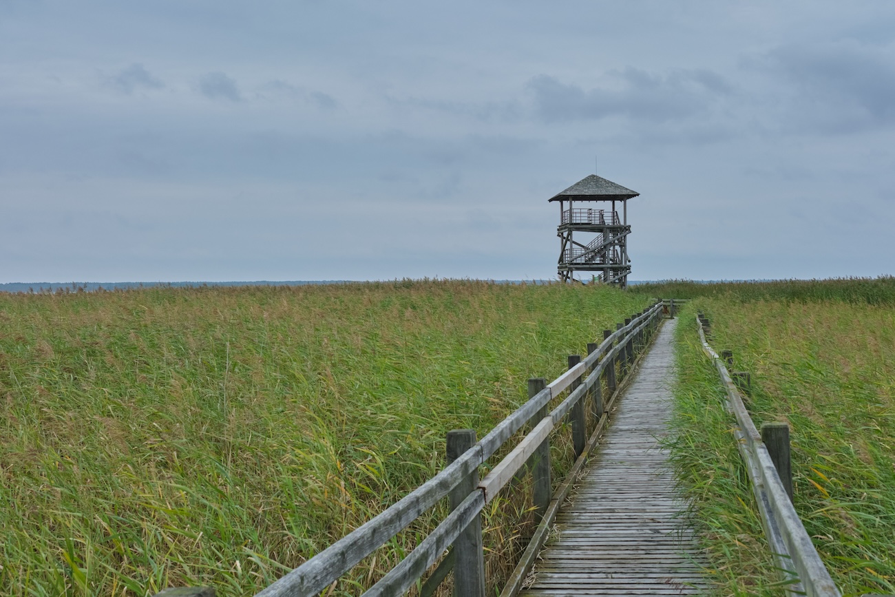 Floating Marsh Boardwalk through the wetland at Point Pelee National Park