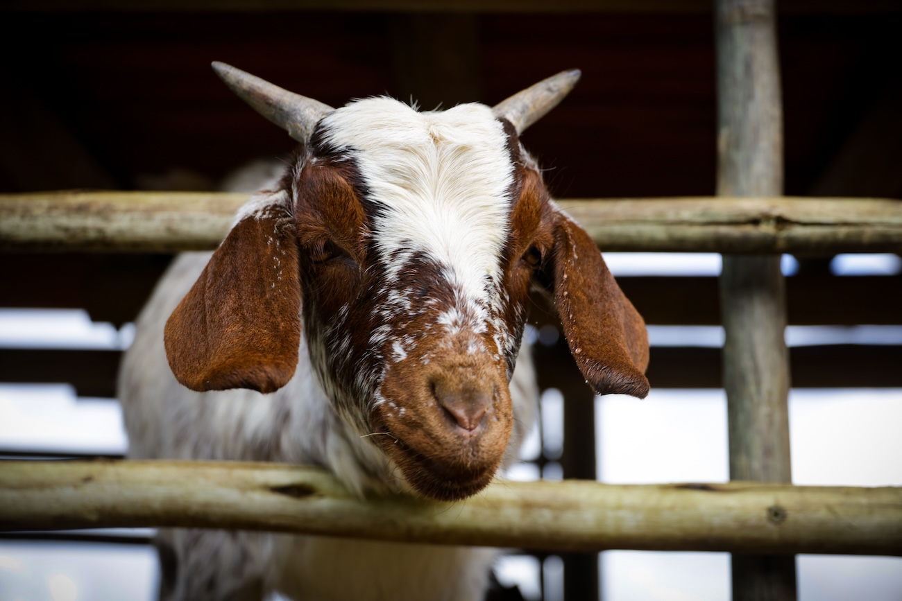 Goats and chickens at Riverdale Farm Cabbagetown