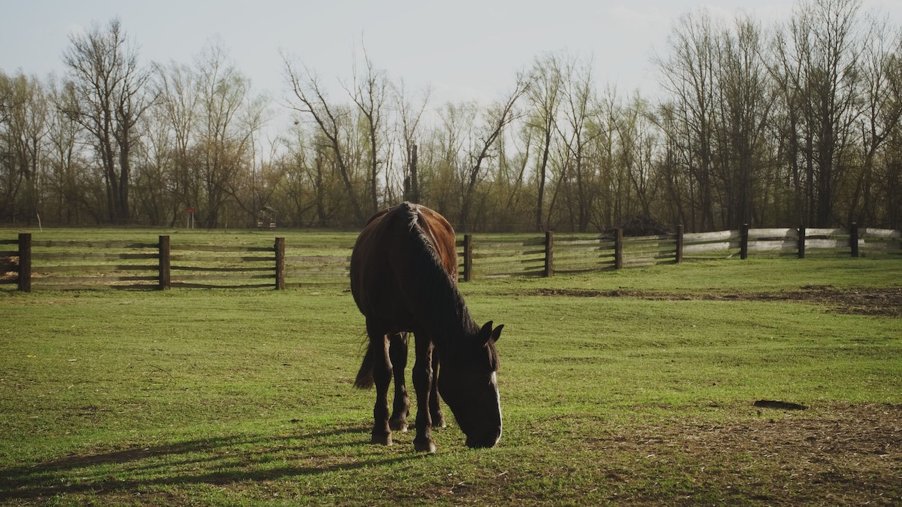Free Riverdale Farm with animals in Cabbagetown Toronto