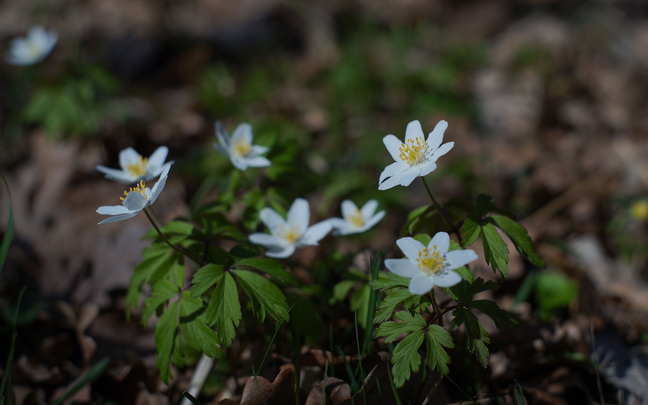 White trilliums and spring wildflowers blooming at Backus Woods Ontario