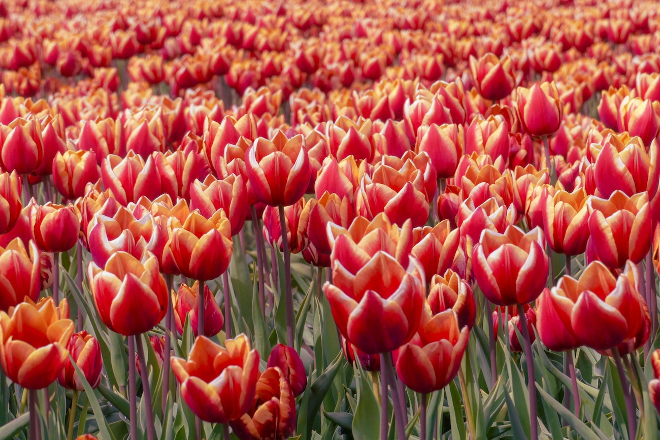 U-pick tulip fields at Ouimet Farms in Vankleek Hill