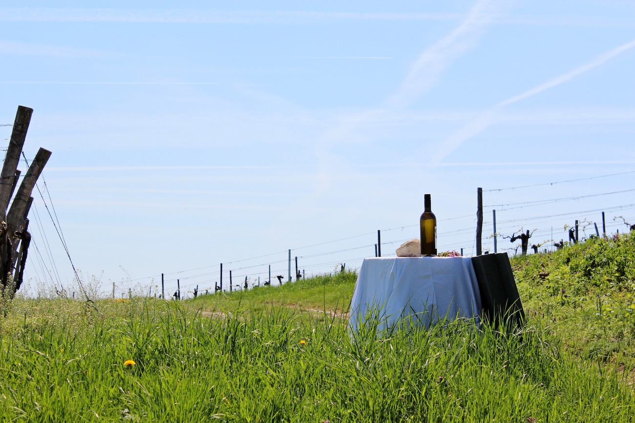 Vankleek Hill Vineyard tasting area and vines