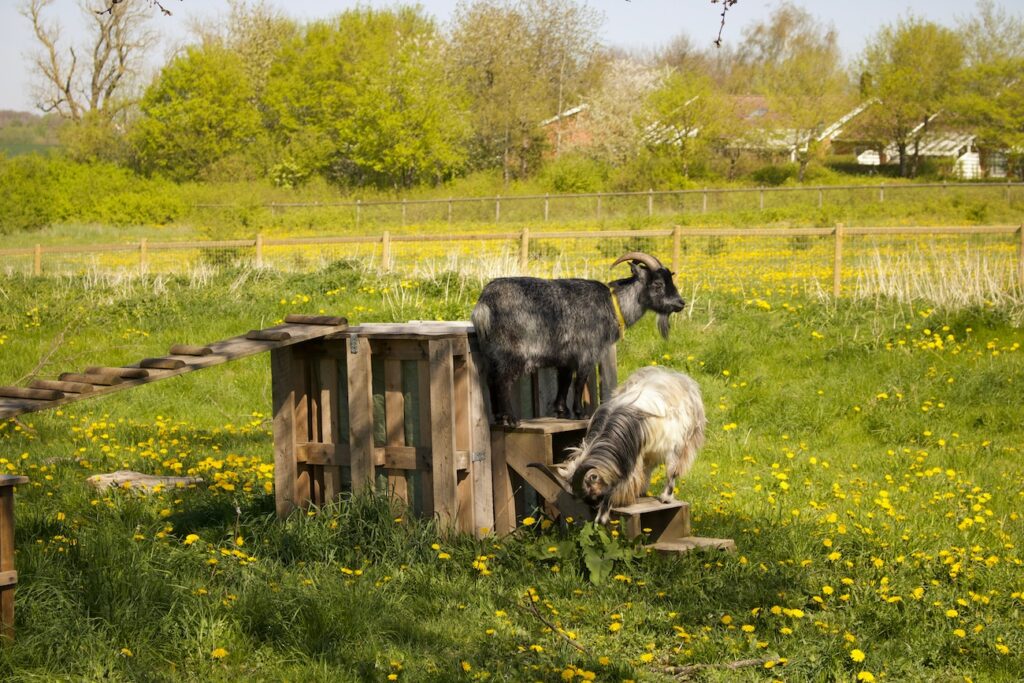 Waupoos Estates farm animals at the Blue Barn in Prince Edward County