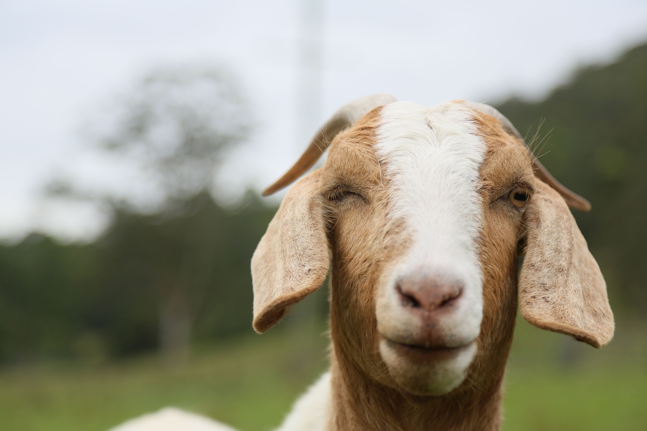 Goats at the Waupoos Estates farm animals barnyard