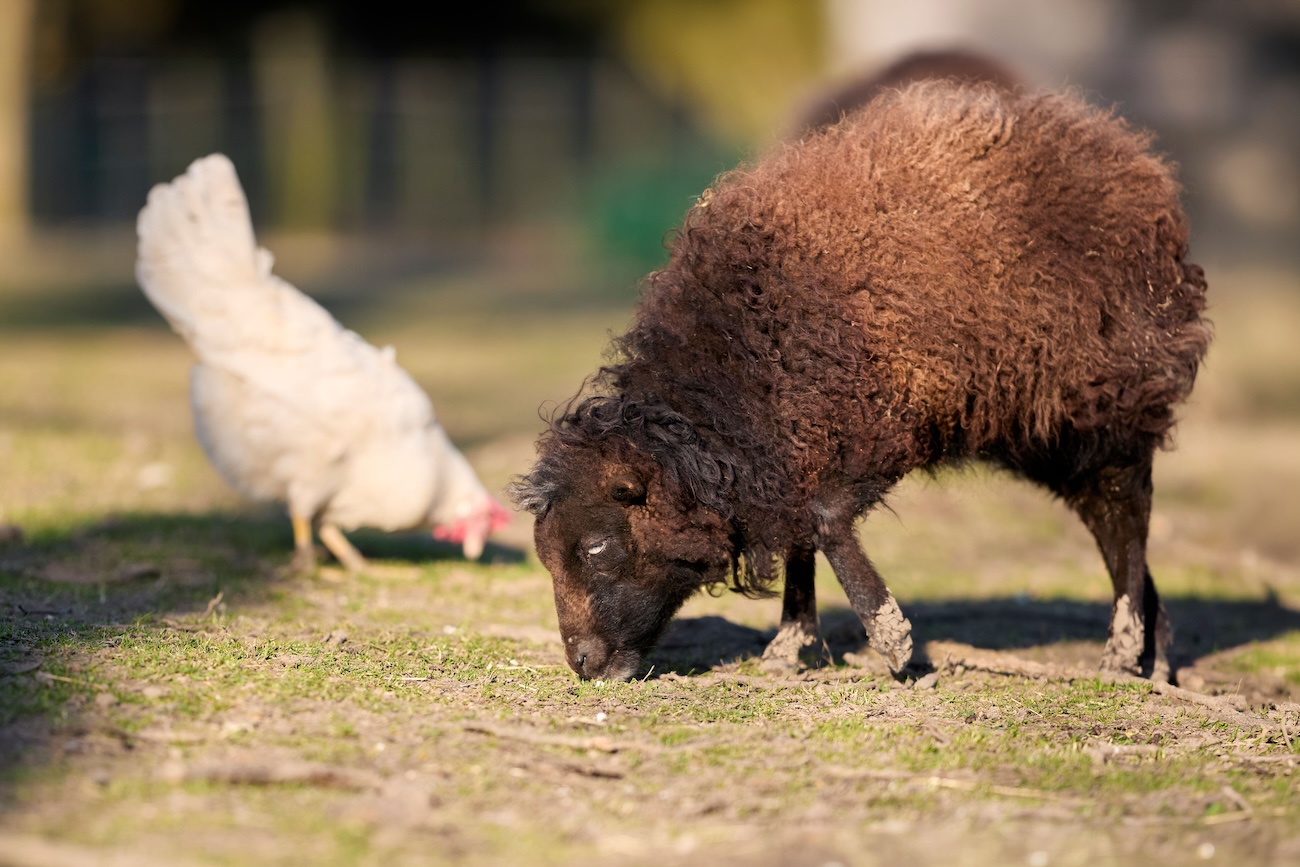 Sheep and chickens at Waupoos Estates farm animals