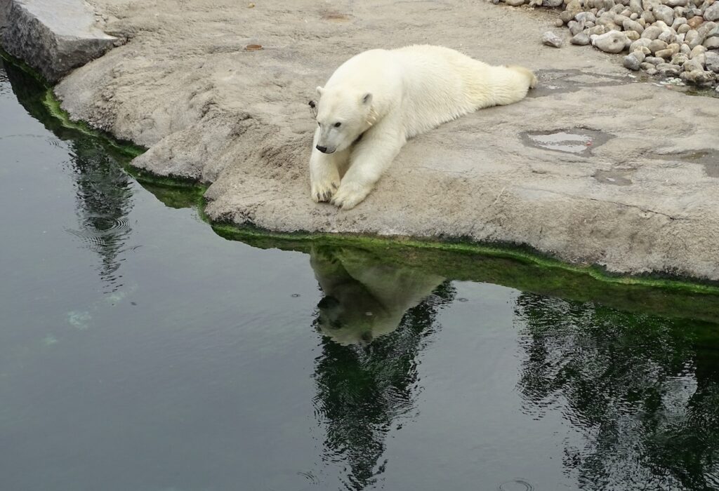 Cochrane Polar Bear Habitat in Northern Ontario – sanctuary home to Ganuk and Henry