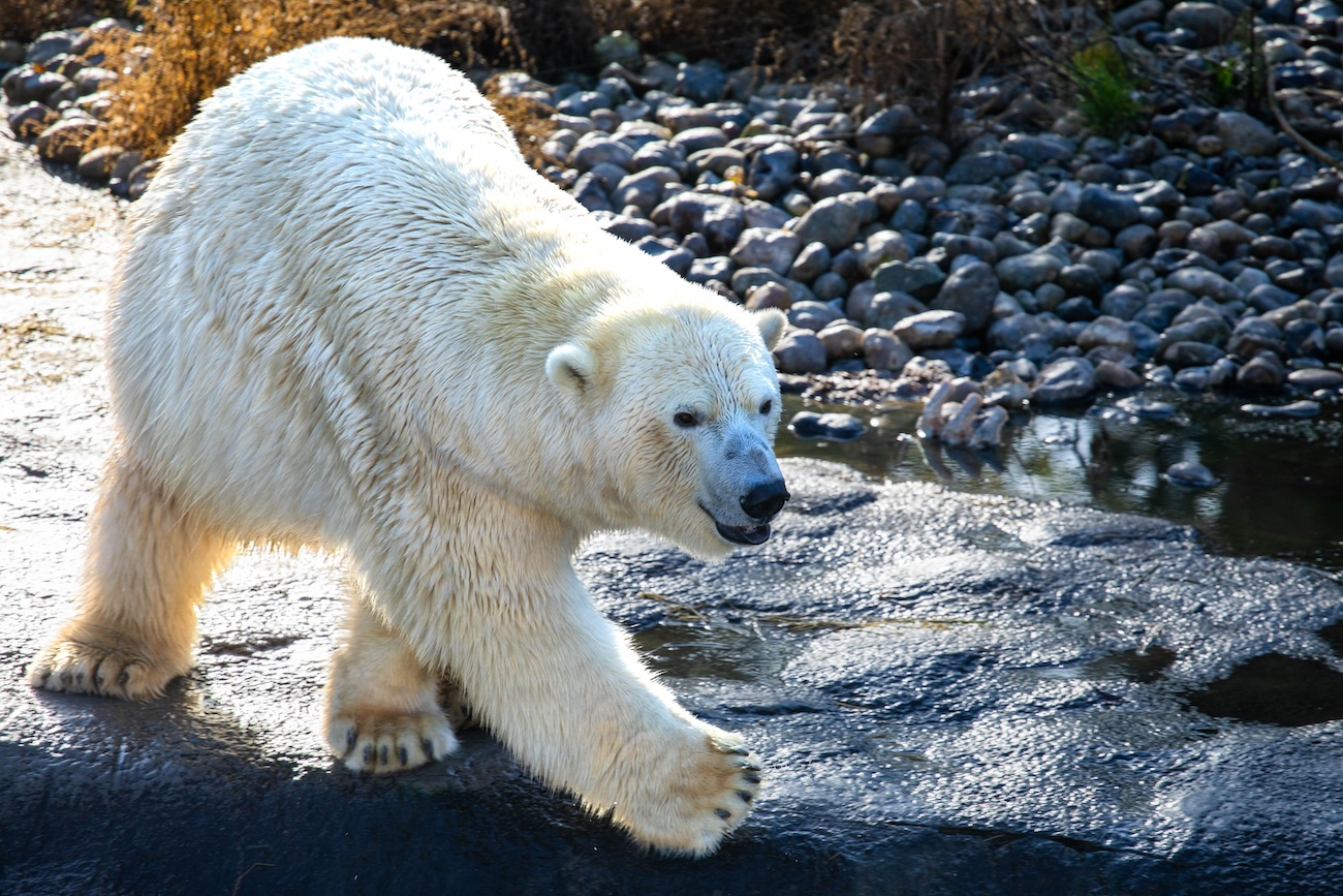 Ganuk the polar bear resting in his enclosure at the Cochrane Polar Bear Habitat
