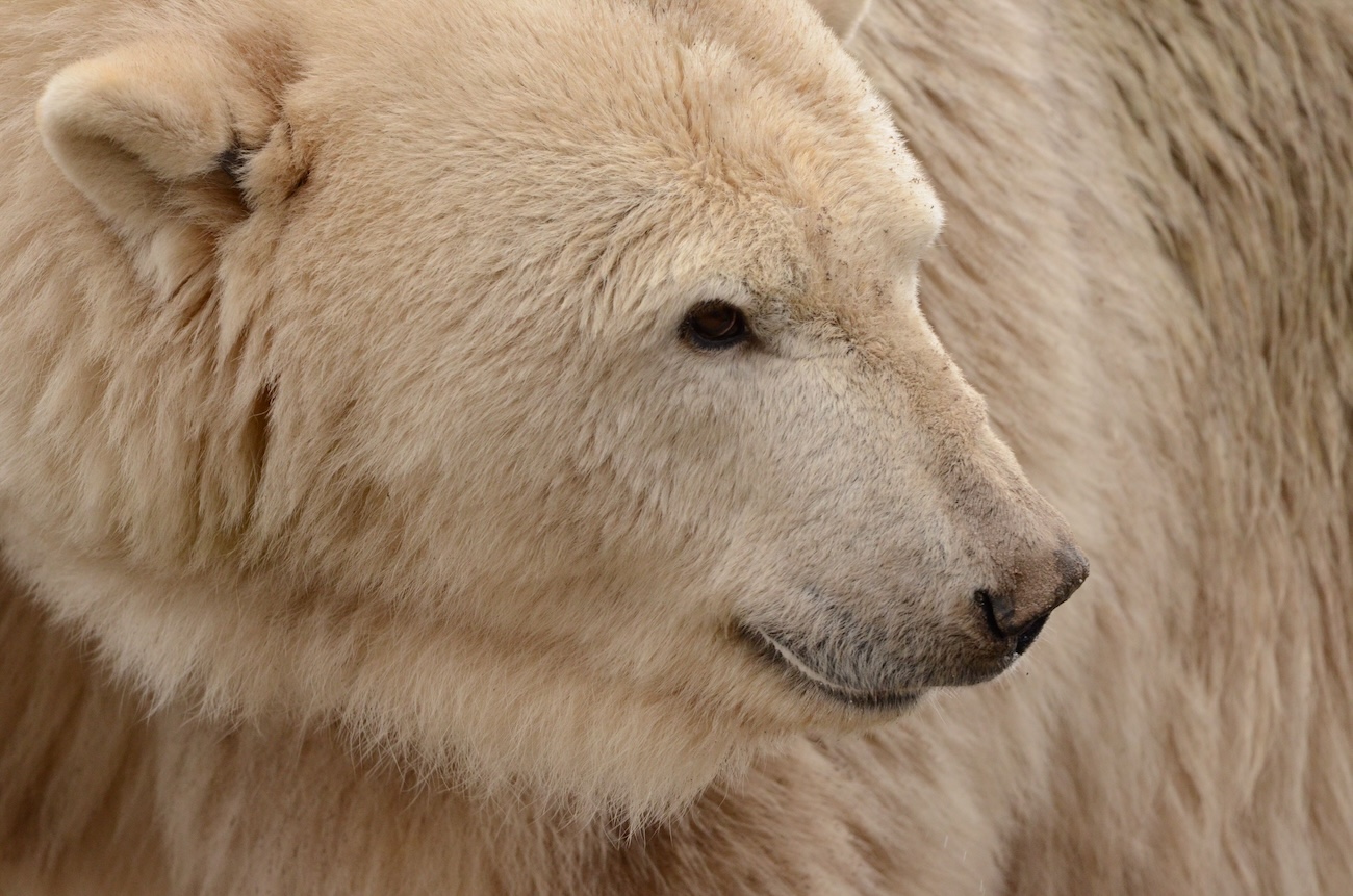 Henry the polar bear swimming at the Cochrane Polar Bear Habitat in Ontario