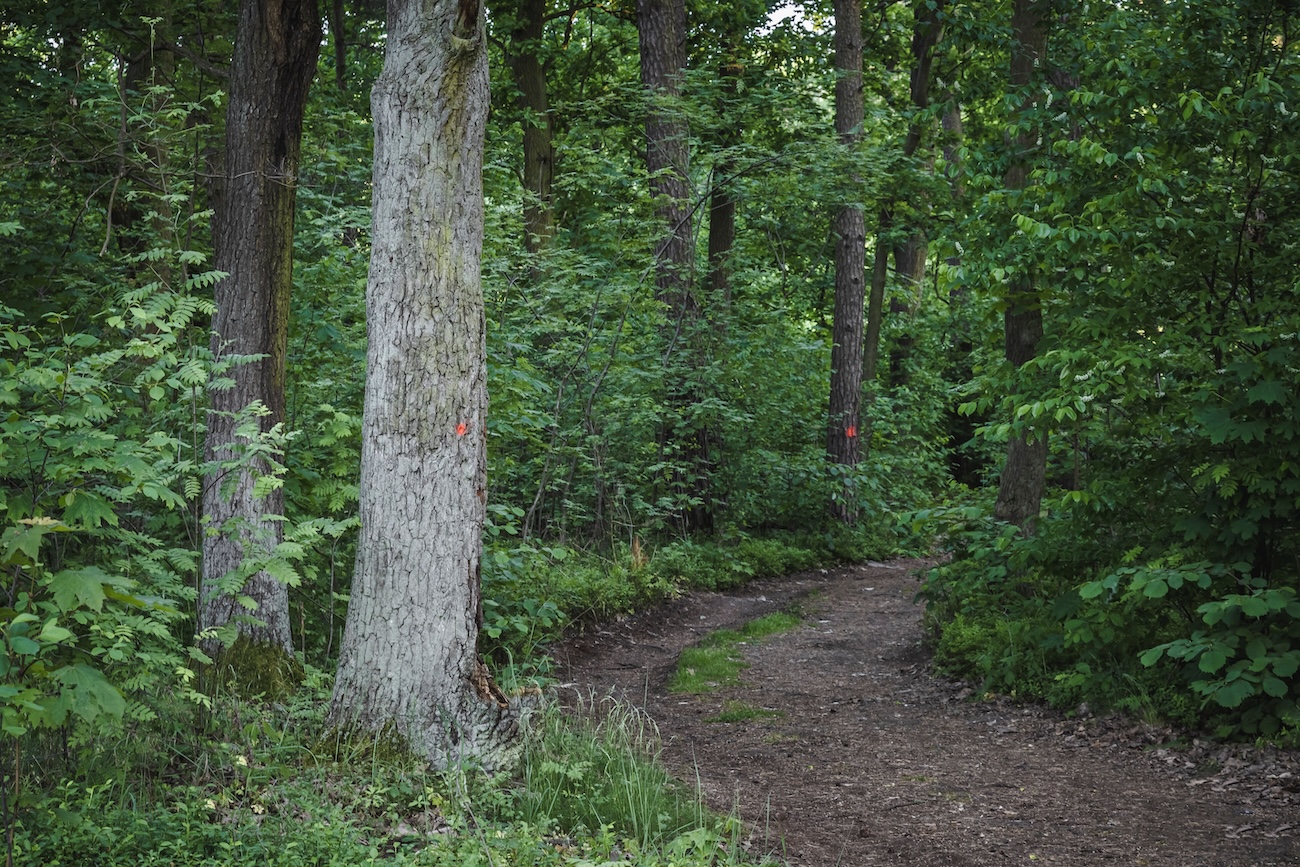 Hiking trails on the Oak Ridges Moraine near Stouffville