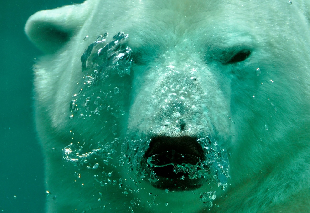 Underwater viewing window of the polar bear pool at Cochrane Polar Bear Habitat